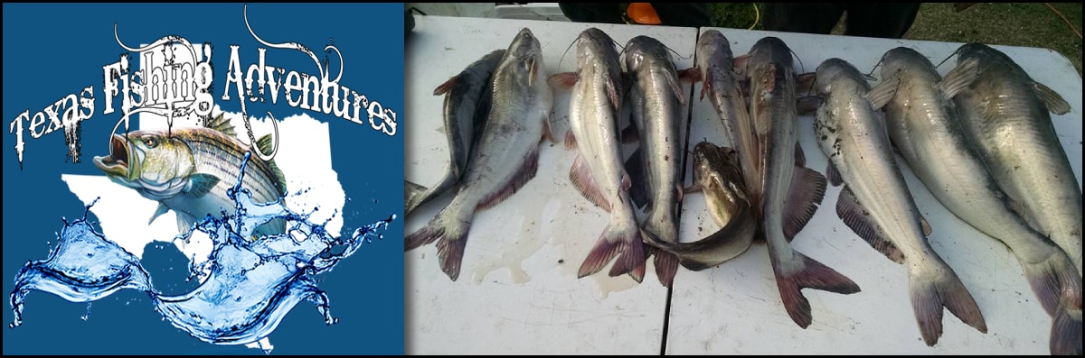 Catfish Guide