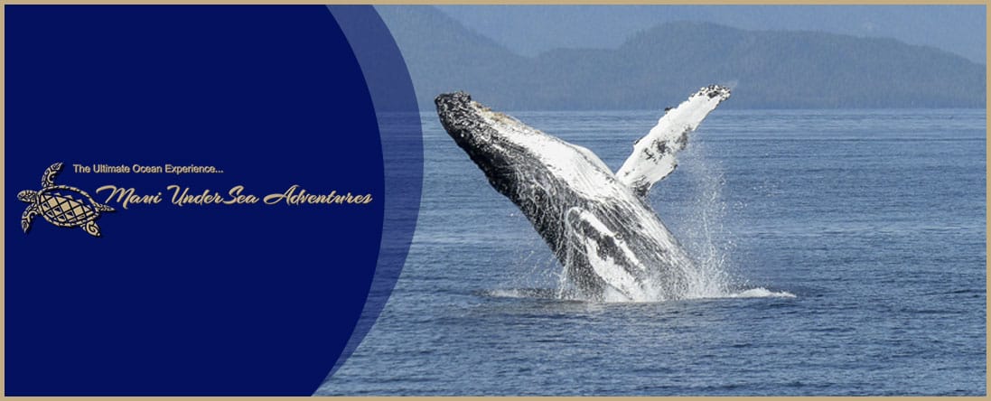 Whale Watching