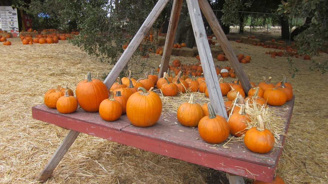 Wickerd Farm is a Christmas Tree Farm in Menifee, CA 92584