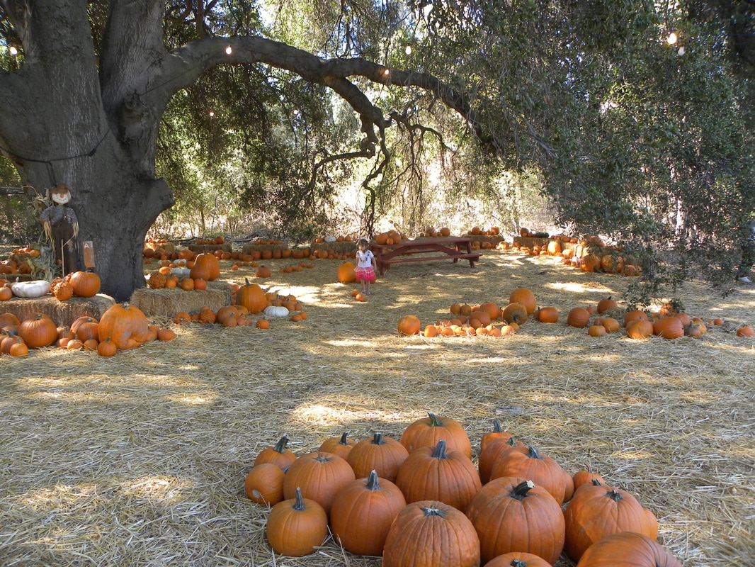 Wickerd Farm is a Christmas Tree Farm in Menifee, CA 92584
