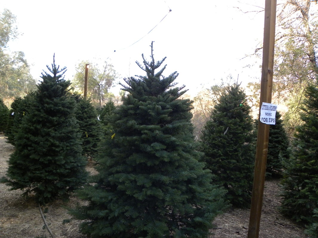 Wickerd Farm is a Christmas Tree Farm in Menifee, CA 92584