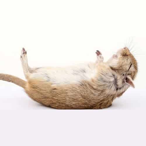 Rodent Control