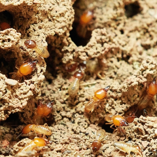 Pest Control
