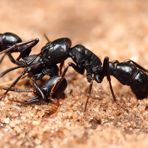 Ants Extermination