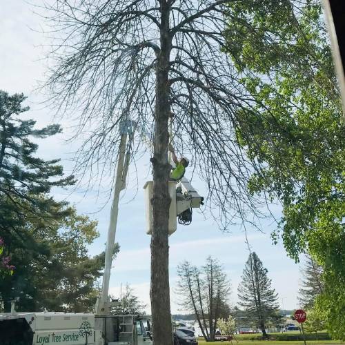 Tree Trimming
