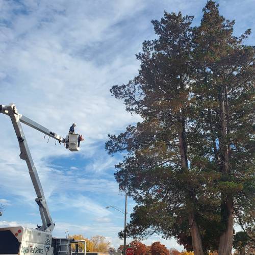 Tree Care