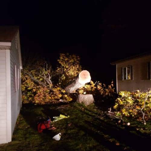 Tree Removal