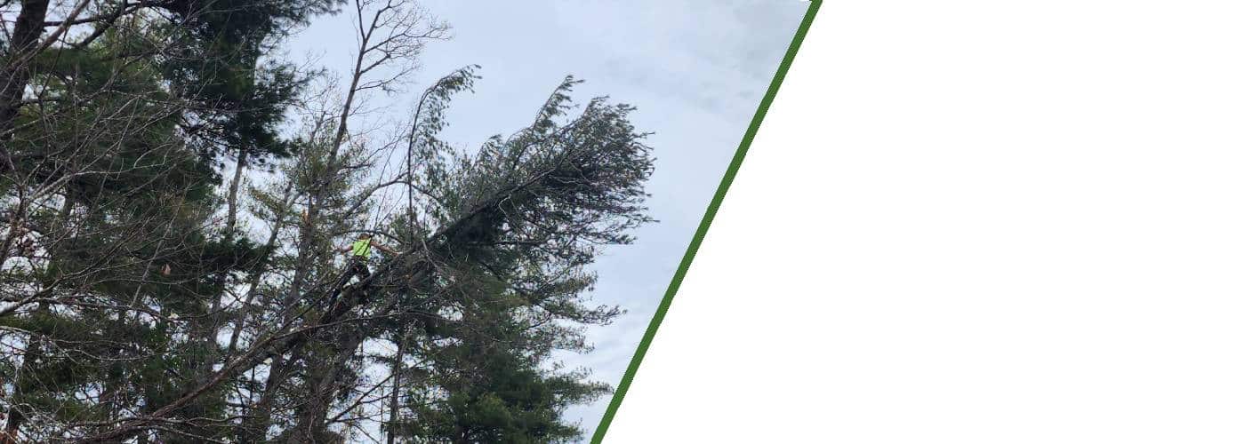 Rocky Top Tree Service & Landscaping Offers Tree Services in
