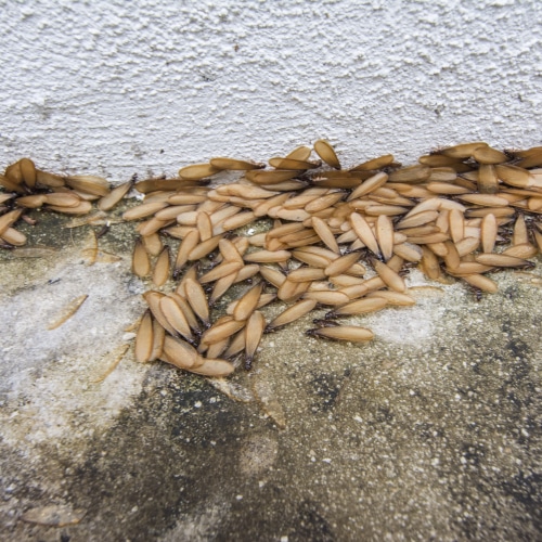 Termite Control
