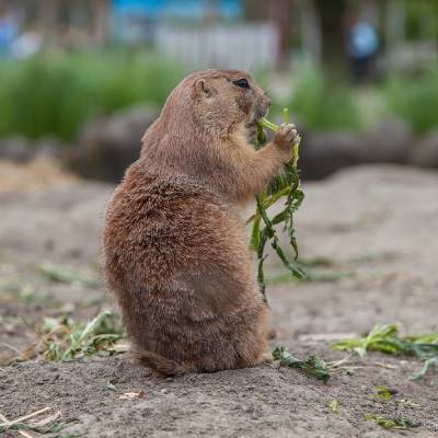GOPHER CONTROL