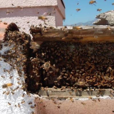 BEE REMOVAL SERVICES