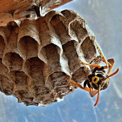 WASP REMOVAL SERVICES
