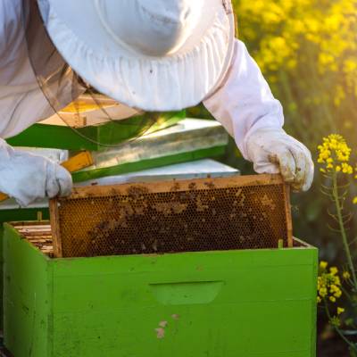 BEEKEEPING SERVICES