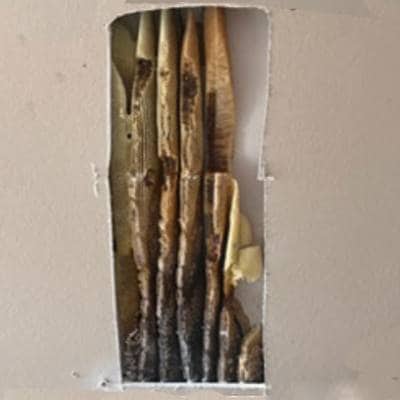 BEEHIVE REMOVAL SERVICES