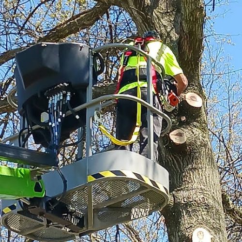 Tree Trimming