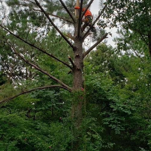 Tree Service