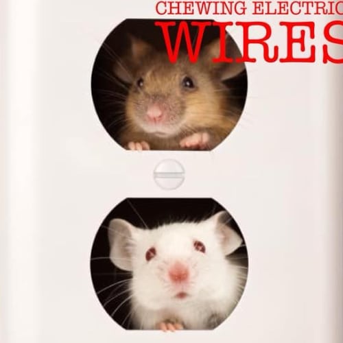 On Target Pest Control is an Exterminator in Kenosha, WI 53144