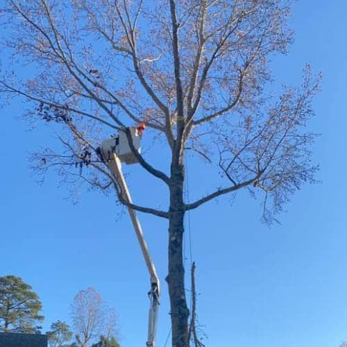 Tree Pruning