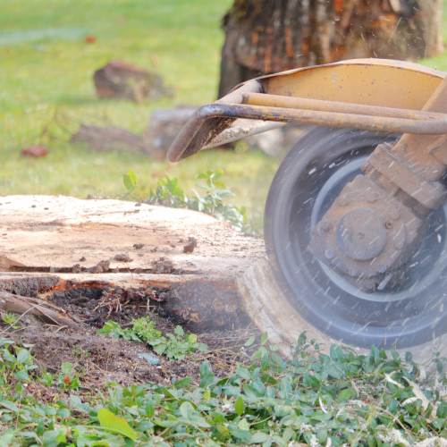 Stump Grinding