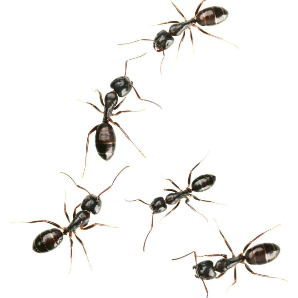 Food & Safety Pest Control