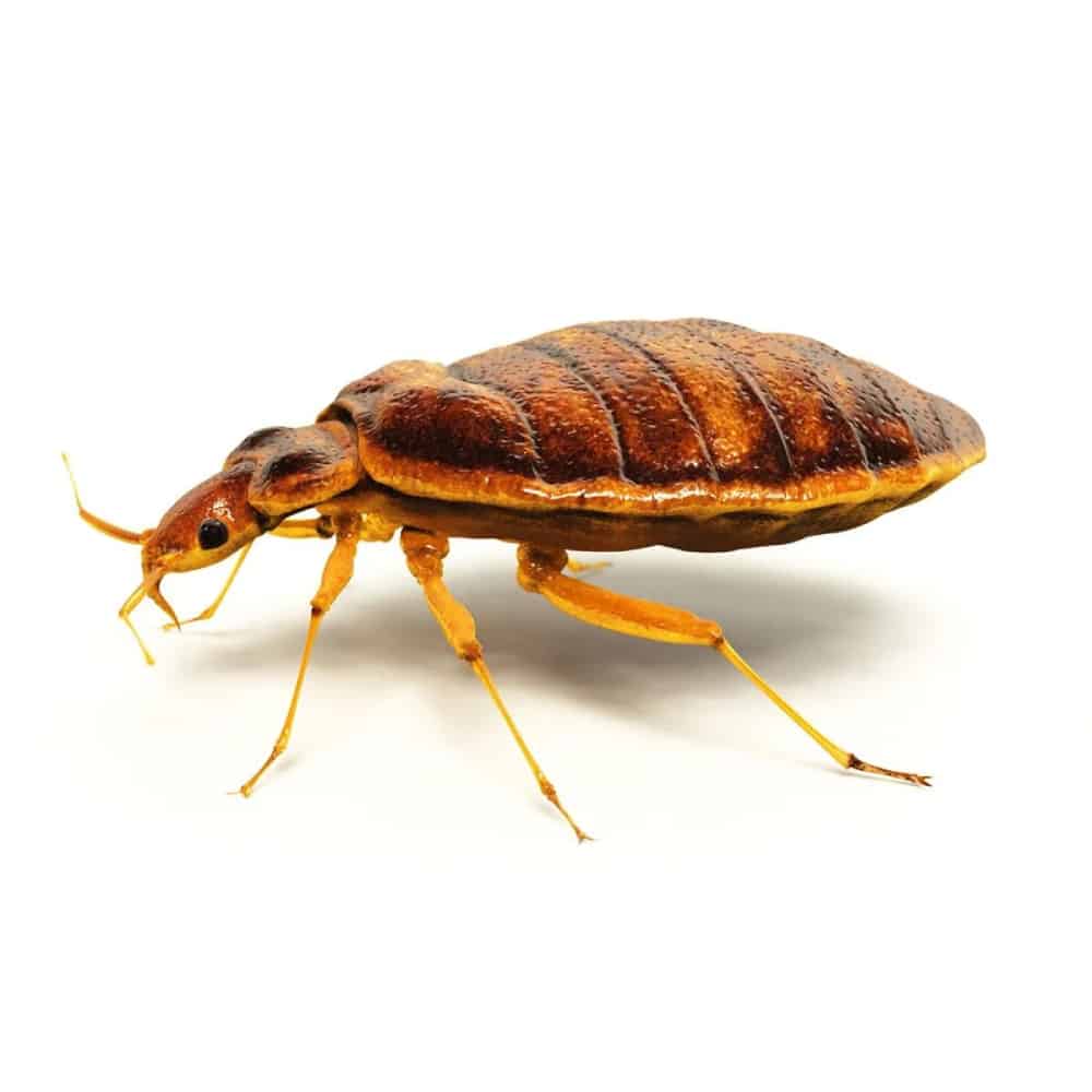 Bed Bug Control