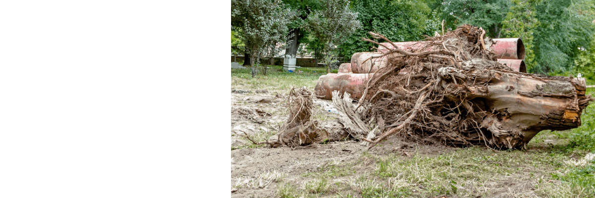 Emergency Tree Removal