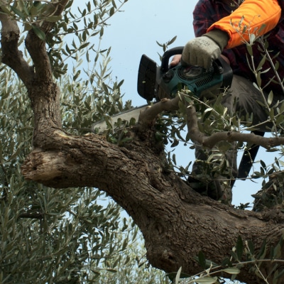 TREE TRIMMING