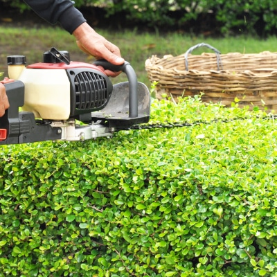 SHRUB TRIMMING