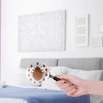 BED BUG EXTERMINATION