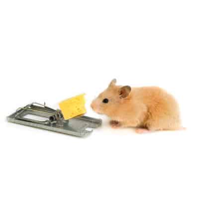 MICE REMOVAL