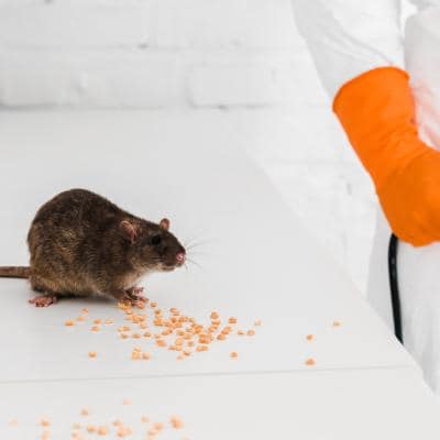 RAT REMOVAL