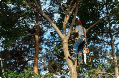 Tree Trimming