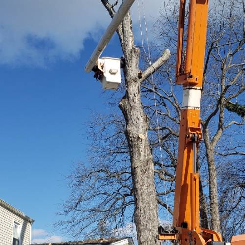 Tree Care