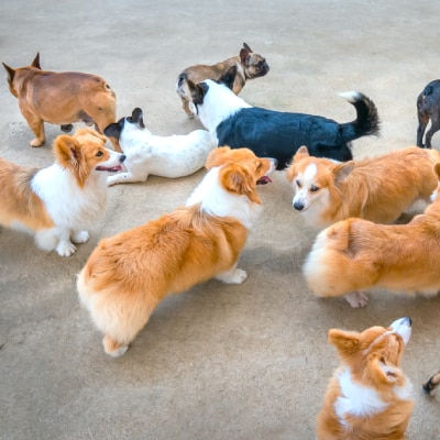 DOGGIE DAYCARE