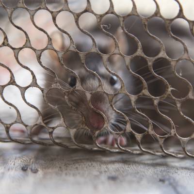 RODENT CONTROL