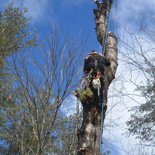 Tree Trimming