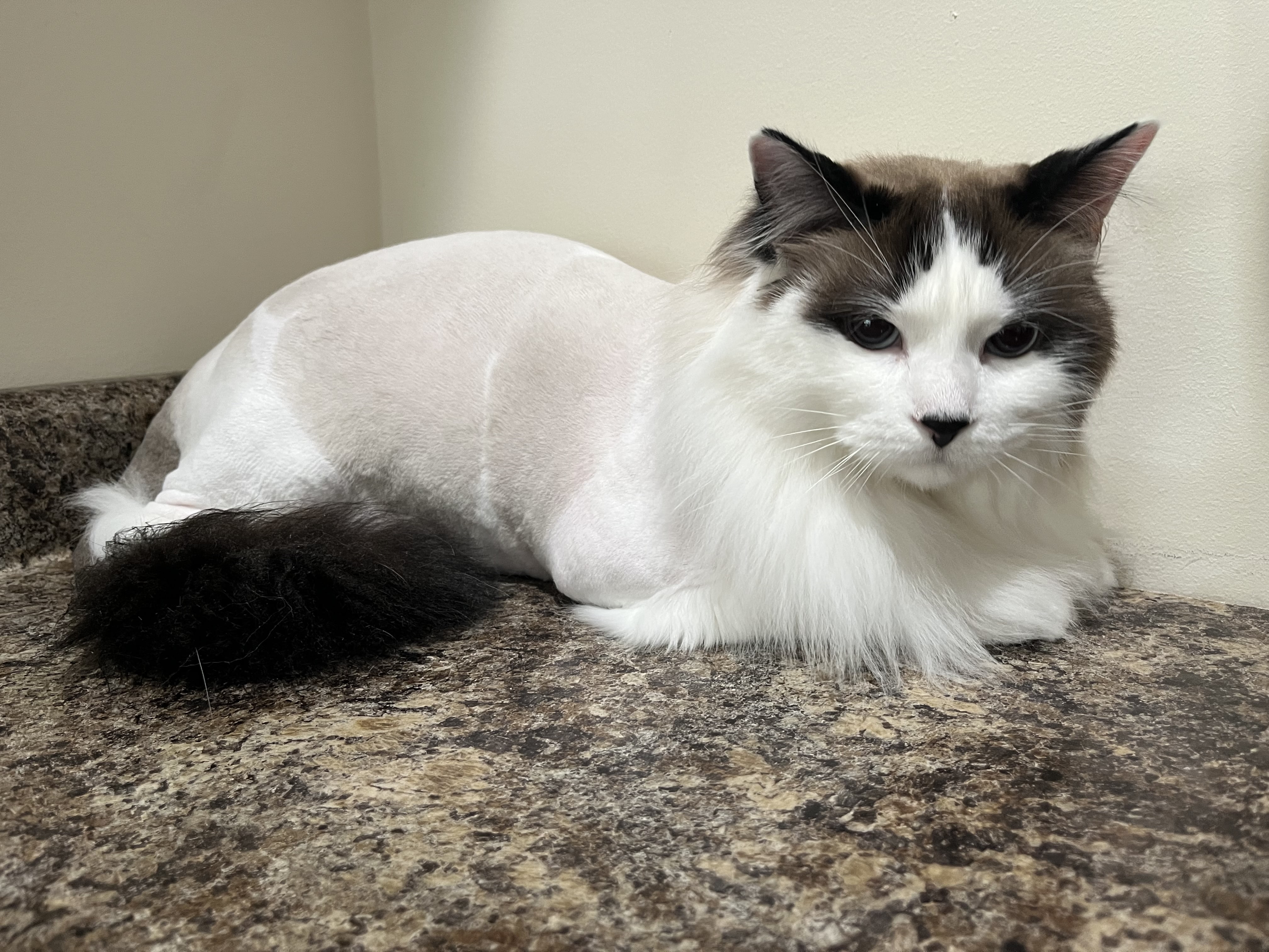 Purr-fection Salon Offers Cat Nail Trimming in Northfield, MN 55057