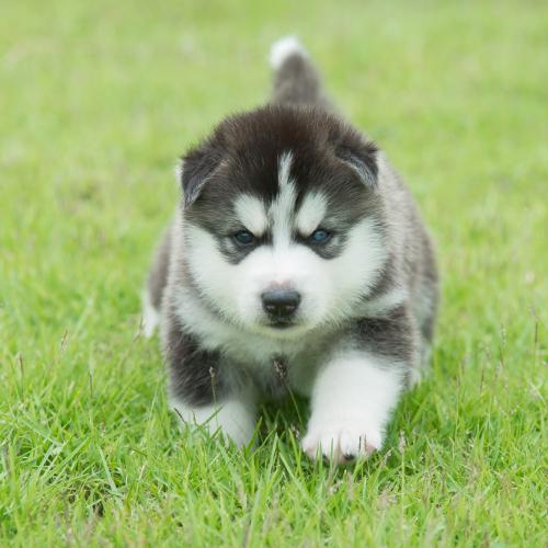 Husky Puppies for Sale