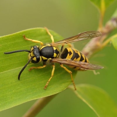 WASP REMOVALS