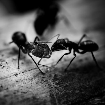 ANT EXTERMINATION