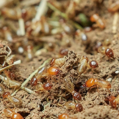 TERMITE EXTERMINATION