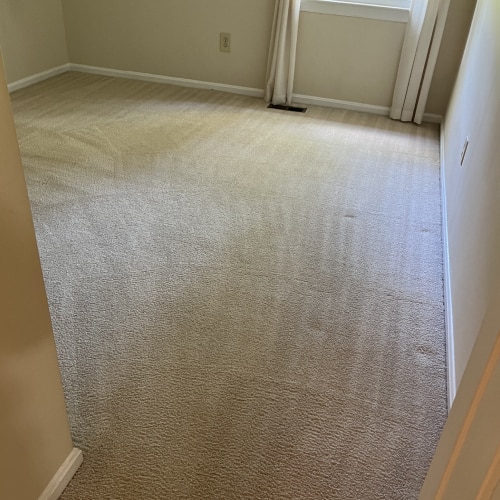 Steam Carpet Cleaning