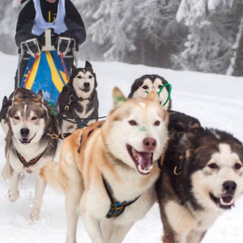 Siberian Husky for Sale