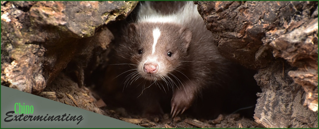 Skunk Removal