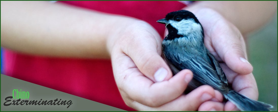 Bird Control Service