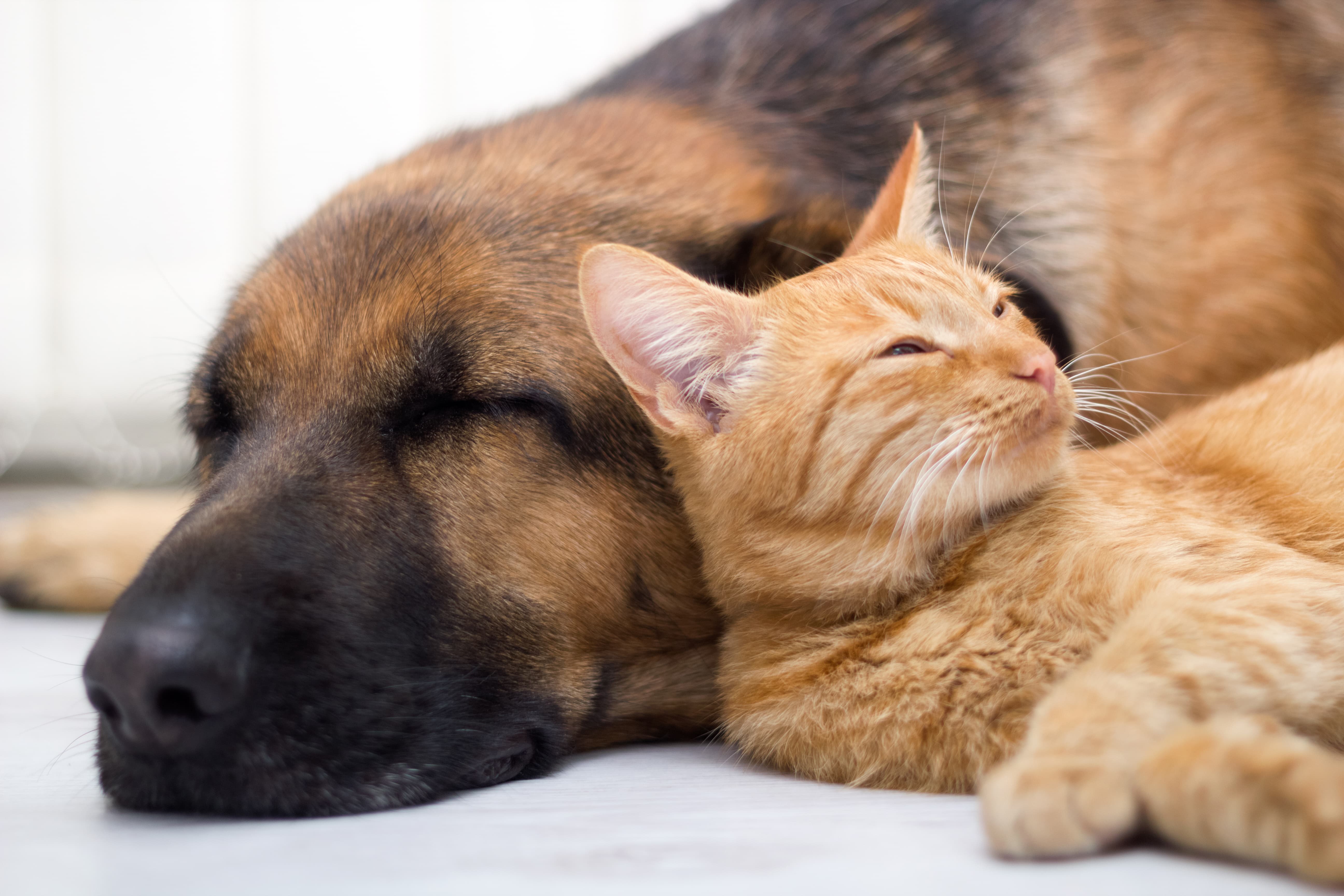 Van Nuys Veterinary Clinic is a Veterinary Clinic in Van Nuys, CA