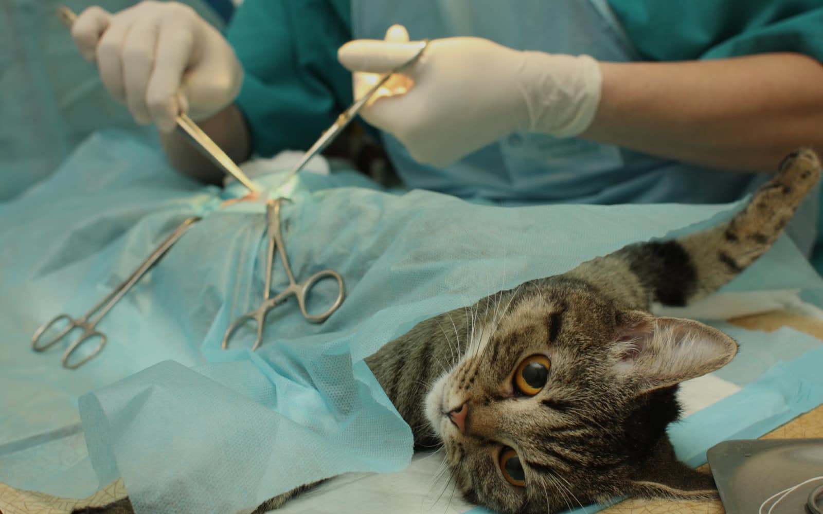 Van Nuys Veterinary Clinic is a Veterinary Clinic in Van Nuys, CA