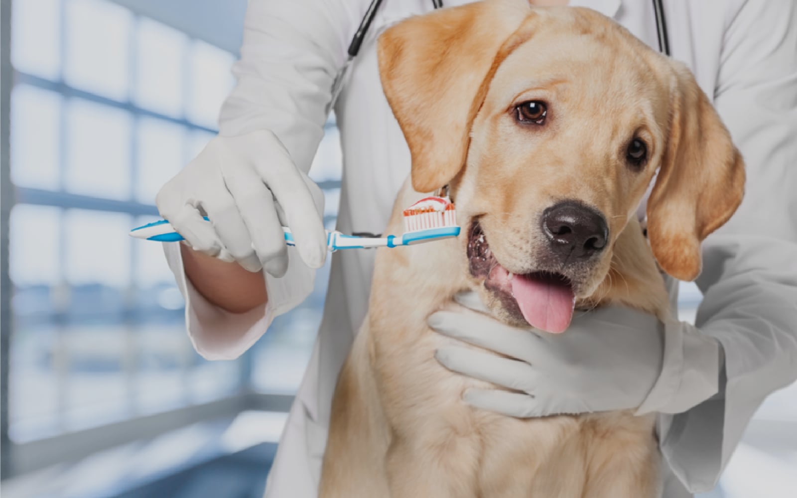 Van Nuys Veterinary Clinic is a Veterinary Clinic in Van Nuys, CA