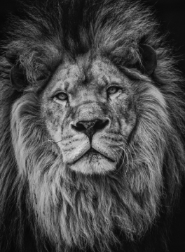 Lionheart Window Cleaner