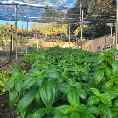 URBAN FARMING SERVICES